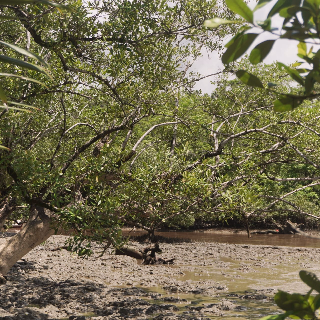 World Mangrove Day : Sejarah, Tujuan, dan Cara Merayakan