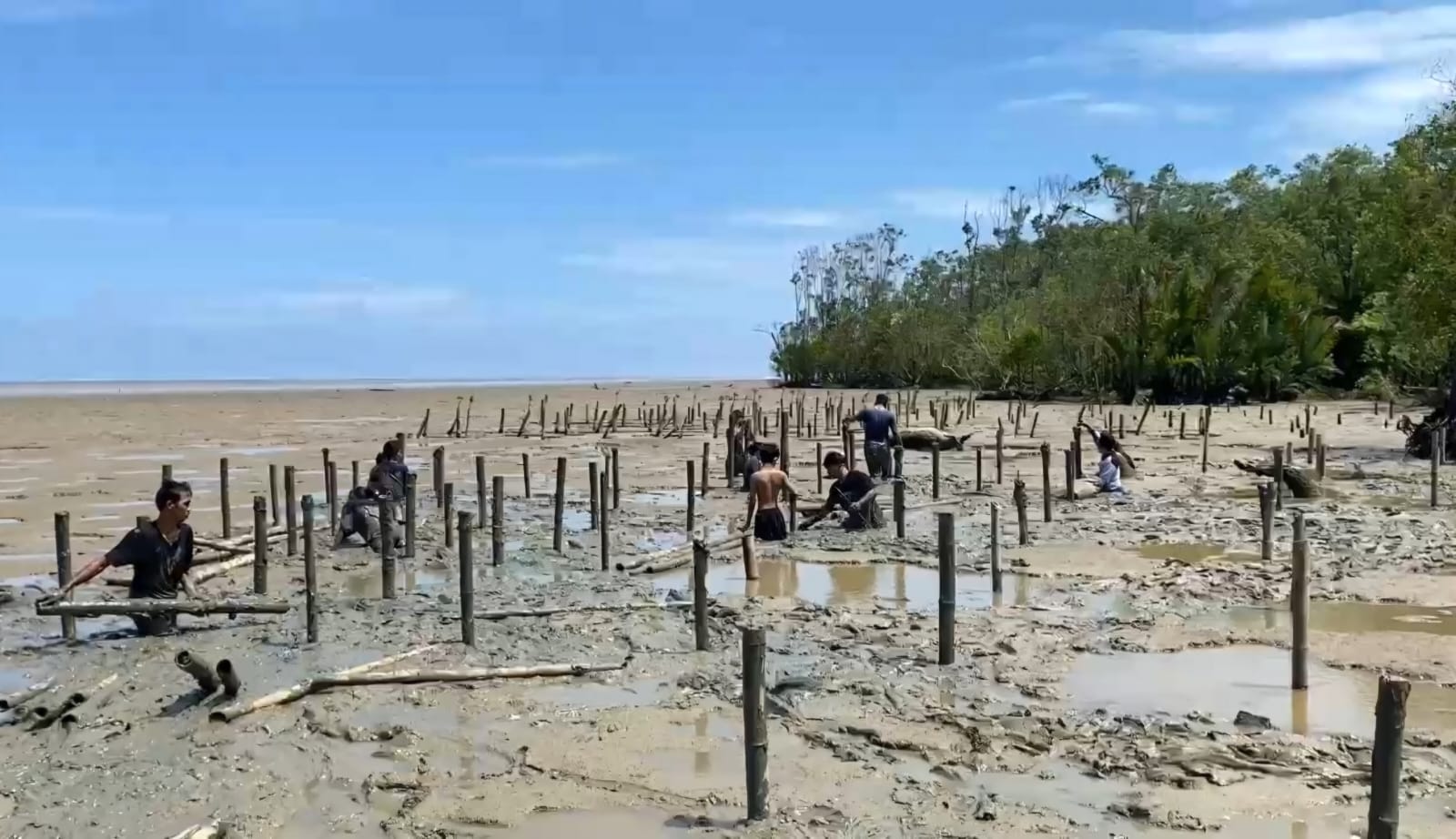 Borneo Mangrove Action Kolaborasi Jurusan Kelautan FMIPA Untan dan Gemawan di Mempawah