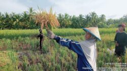 Gotong Royong Petani Perempuan Pulau Maya: Panen Padi di Tengah Tantangan Alam