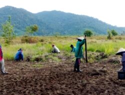Petani Dusun Besar Perkuat Ketahanan Pangan dengan Lanjutkan Tanam Padi