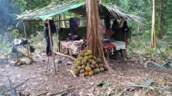 Di Bawah Dango: Menemukan Intimasi Manusia dan Alam dalam Tradisi Nyantu’ Durian