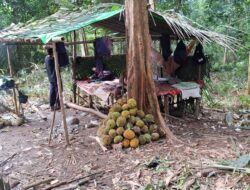 Di Bawah Dango: Menemukan Intimasi Manusia dan Alam dalam Tradisi Nyantu’ Durian