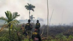 Karhutla Rasau Jaya Meluas, Petugas Berjuang di Lahan Gambut